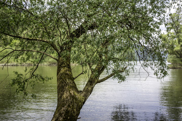 Baum am Ufer der Nahe in der Nähe von Bingen an einem Sommertag