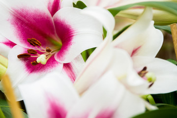 Obraz na płótnie Canvas lily flower on natural background