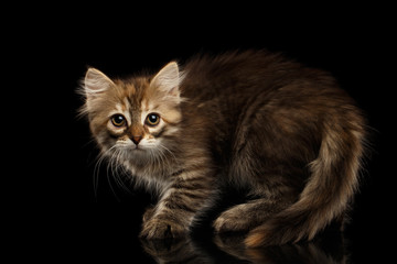 Fototapeta na wymiar Crafty Brown Siberian kitty Crouch and looking camera on isolated black background with reflection, side view on furry tail
