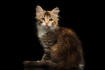 Fototapeta na wymiar Ginger with brown Tabby Siberian female kitty sitting and looking in camera on isolated black background with reflection, side view