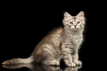 Silver Tabby Siberian kitty with furry coat sitting on isolated black background with reflection, side view
