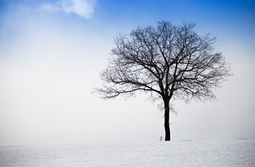 Alone tree in a field, winter season.