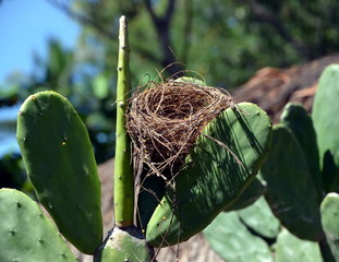 Bird's nest on a cactus genus Opuntia