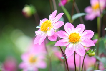 ピンクのダリア