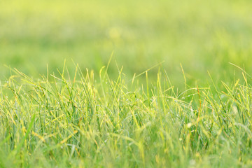 Wet grass background