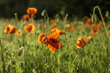 Mohnblumenwiese im Sonnenschein