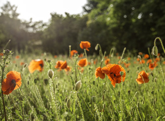 Mohnblumenwiese im Sonnenschein