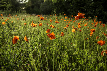 Mohnblumenwiese im Sonnenschein