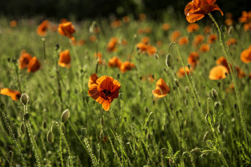 Mohnblumenwiese im Sonnenschein