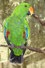 Green eclectus parrot on branch in Queensland