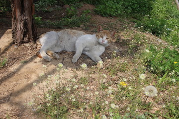Obraz premium flower cat
