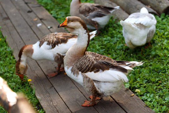 Geese walking on the street and eat grass in the summer in the village.