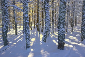 Fototapeta premium Larch grove