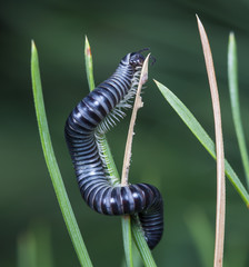 myriapod of julidae on a branch in a native habitat