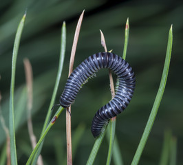 myriapod of julidae on a branch in a native habitat
