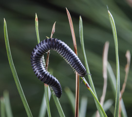myriapod of julidae on a branch in a native habitat