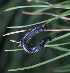 myriapod of julidae on a branch in a native habitat