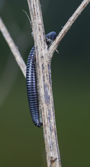 myriapod of julidae on a branch in a native habitat