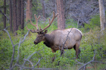 Naklejka na ściany i meble Wild Elk in national park