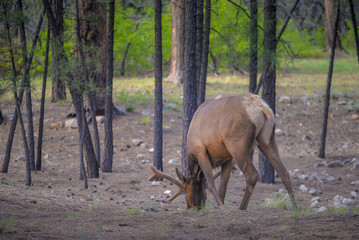 Obraz na płótnie Canvas Wild Elk in national park