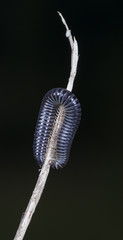myriapod of julidae on a branch in a native habitat