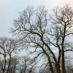 oak grove in winter. all in the snow