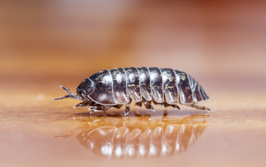 wood louse