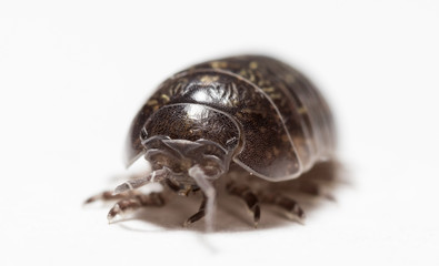 wood louse
