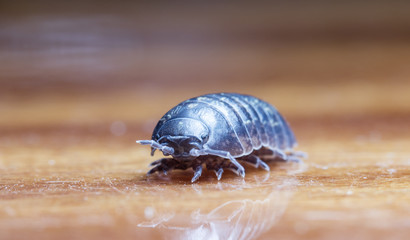 wood louse
