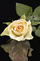 Single yellow rose on black background, close up