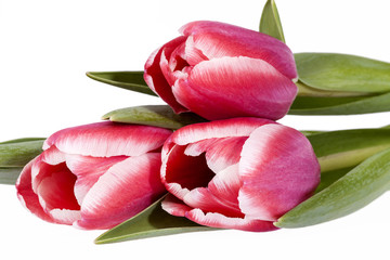 Bouquet of pink  spring flower tulips isolated on white  background