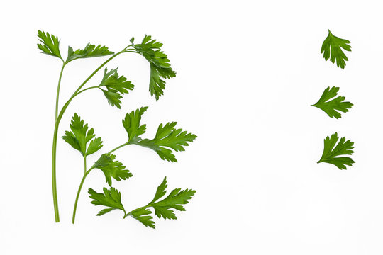 parsley leaves and stalks on white background