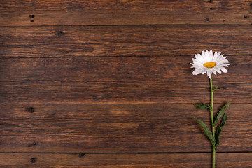 White daisy flower on wooden background.