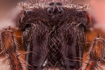 Extreme magnification - Spider eyes, arrangement, Araneus diadematus