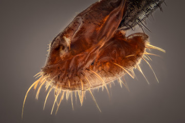 Extreme magnification - Fly proboscis, 20x