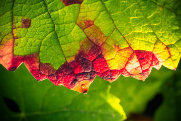 feuille de vigne