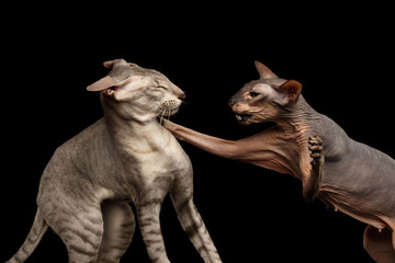 Closeup Two Peterbald Cats, family Fight, hairless and silver, female attack male, isolated black background