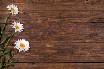 White daisy flowers on wooden background.