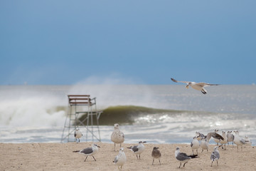 Pack of seagulls on the beach