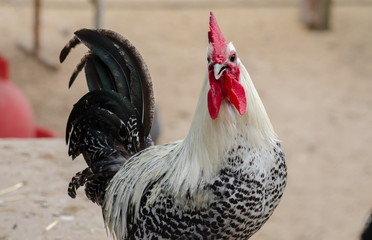 Colorful white rooster. The symbol of Chinese New 2017 year