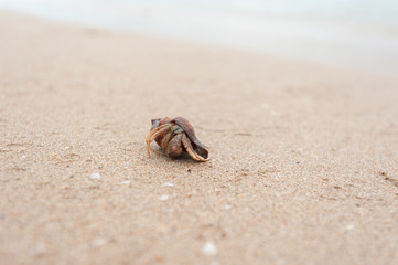 Hermit crab on the beach in Thailand