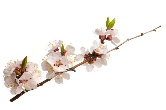Studio shot of blossom branch of fruit tree isolated on white background