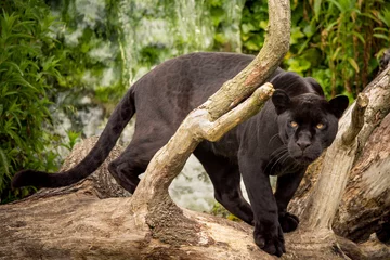 Foto op Canvas Jaguar © Stef Bennett