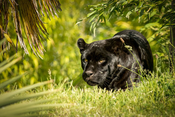 Search photos panther