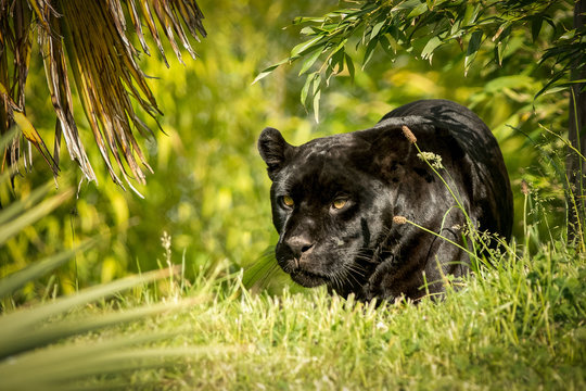 Jaguar, prowling