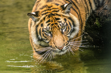 Fototapeta na wymiar Sumatran Tiger cub