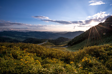 Sunset with mountain view and sunflowers in the forest of Bua Tong Blooming Season at Doi Mae U-Kor Khunyuam county Mae Hong Son, Thailand