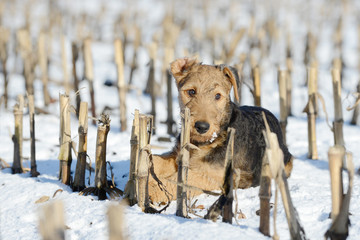 puppy airedale lying  in the snow