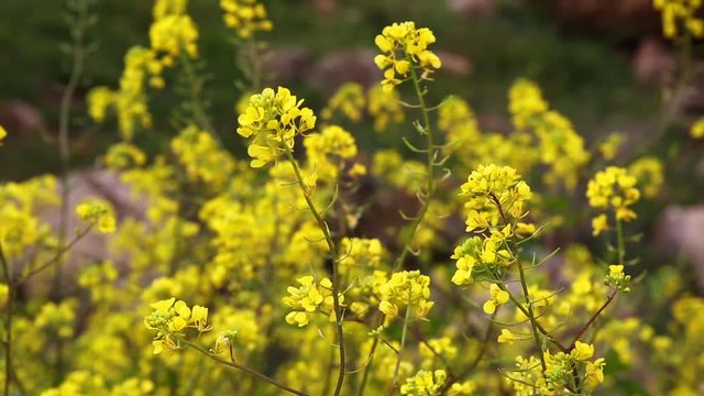 Bush with many small yellow flowers on a wind