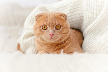 Domestic cat Scottish Fold looks at camera.
